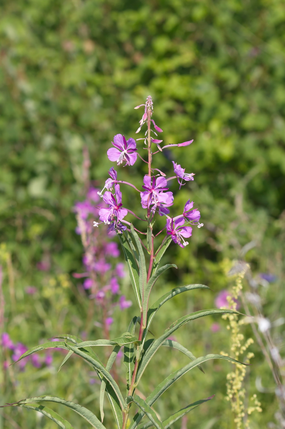 Изображение особи Chamaenerion angustifolium.