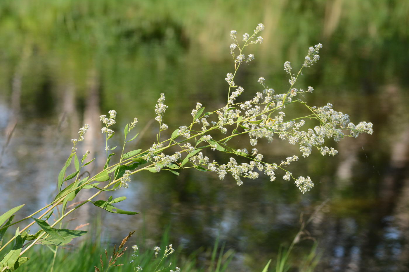 Изображение особи Lepidium latifolium.