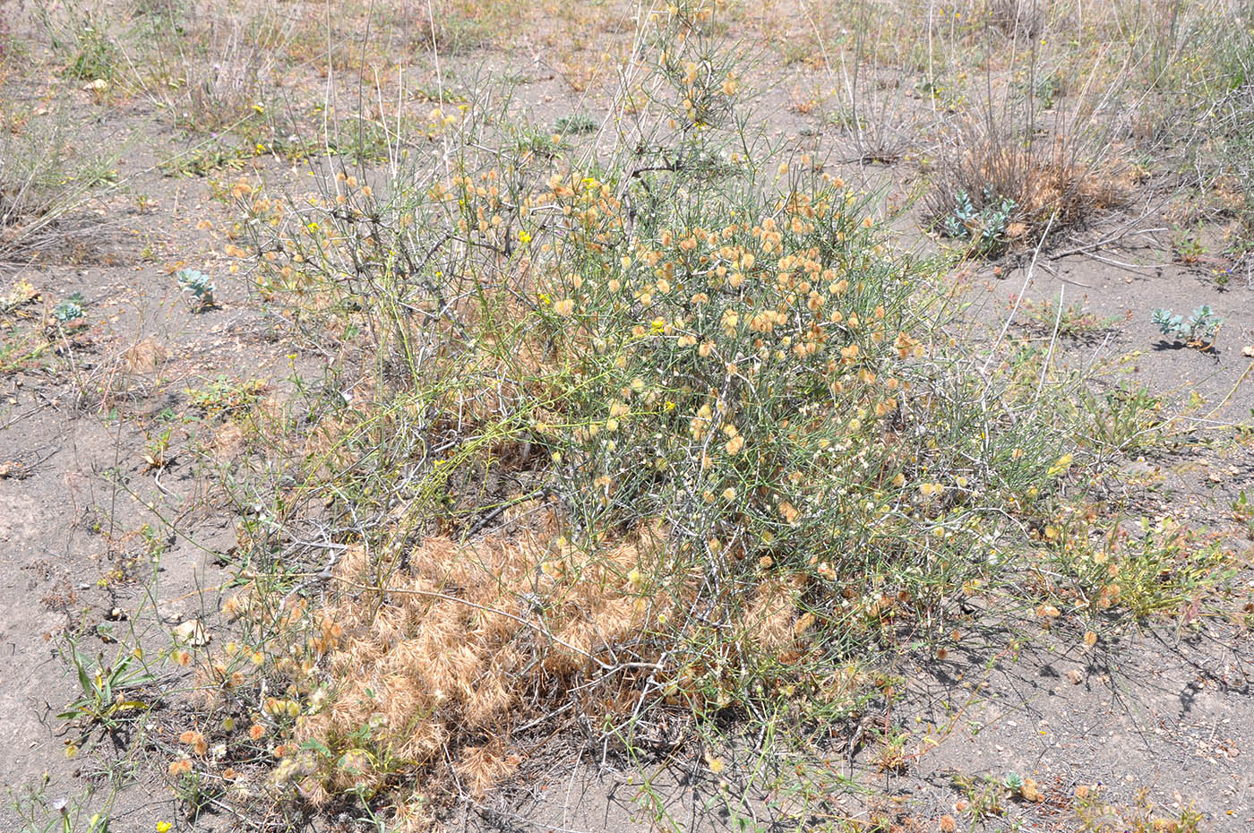 Изображение особи Calligonum polygonoides.