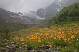 Papaver oreophilum