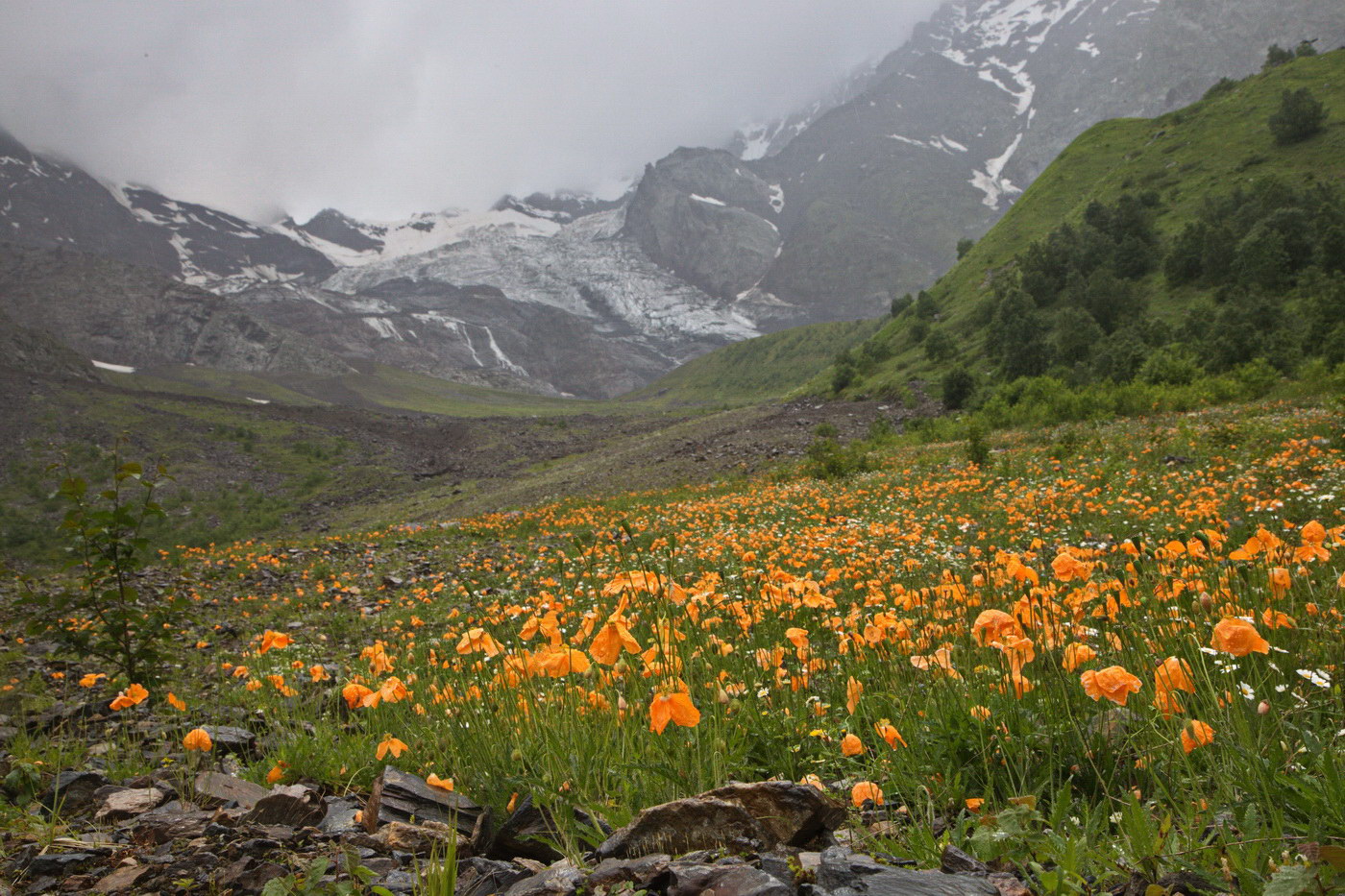 Изображение особи Papaver oreophilum.