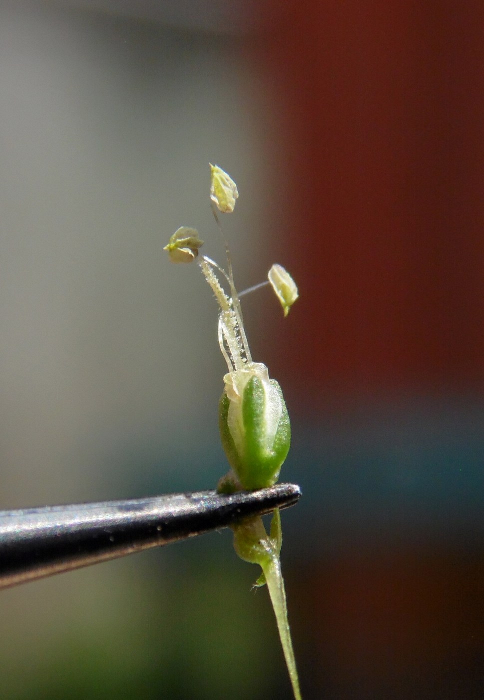 Image of Plantago major specimen.
