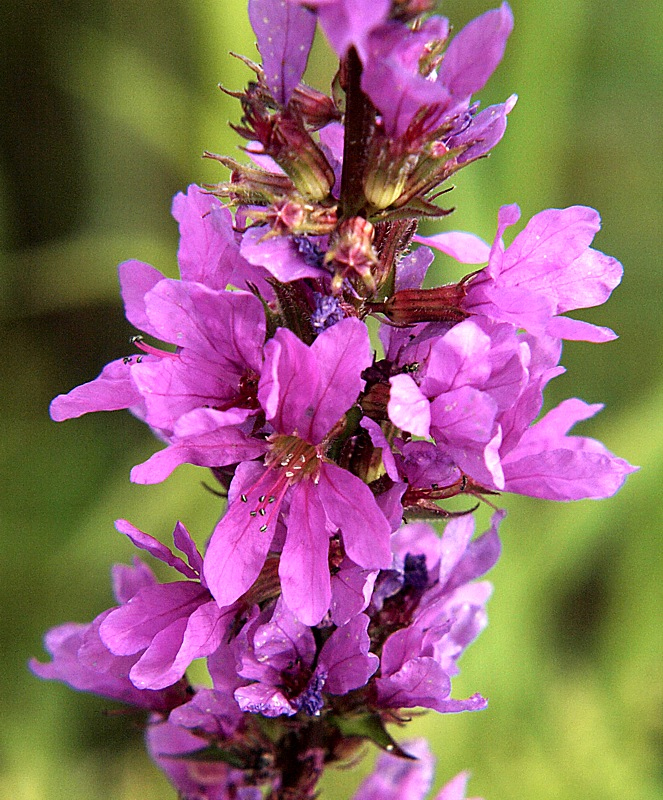 Image of Lythrum salicaria specimen.