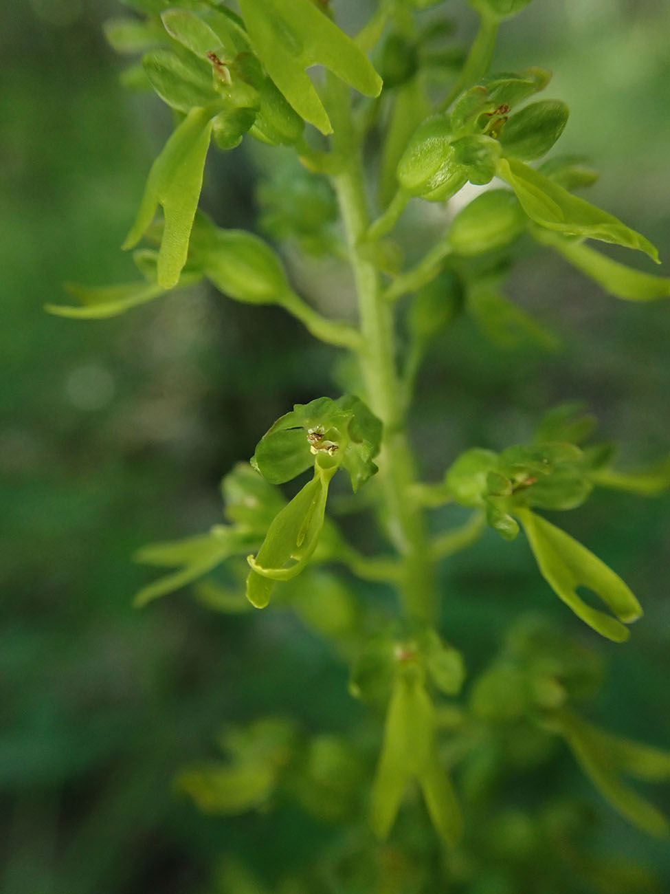 Изображение особи Listera ovata.