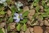 Lobelia galpinii