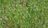 genus Valerianella. Цветущие растения. Узбекистан, Ташкентская обл., южный склон Чаткальского хребта, бассейн р. Ахангаран, ущ. р. Дукентсай, глинистый склон. 11.05.2019.