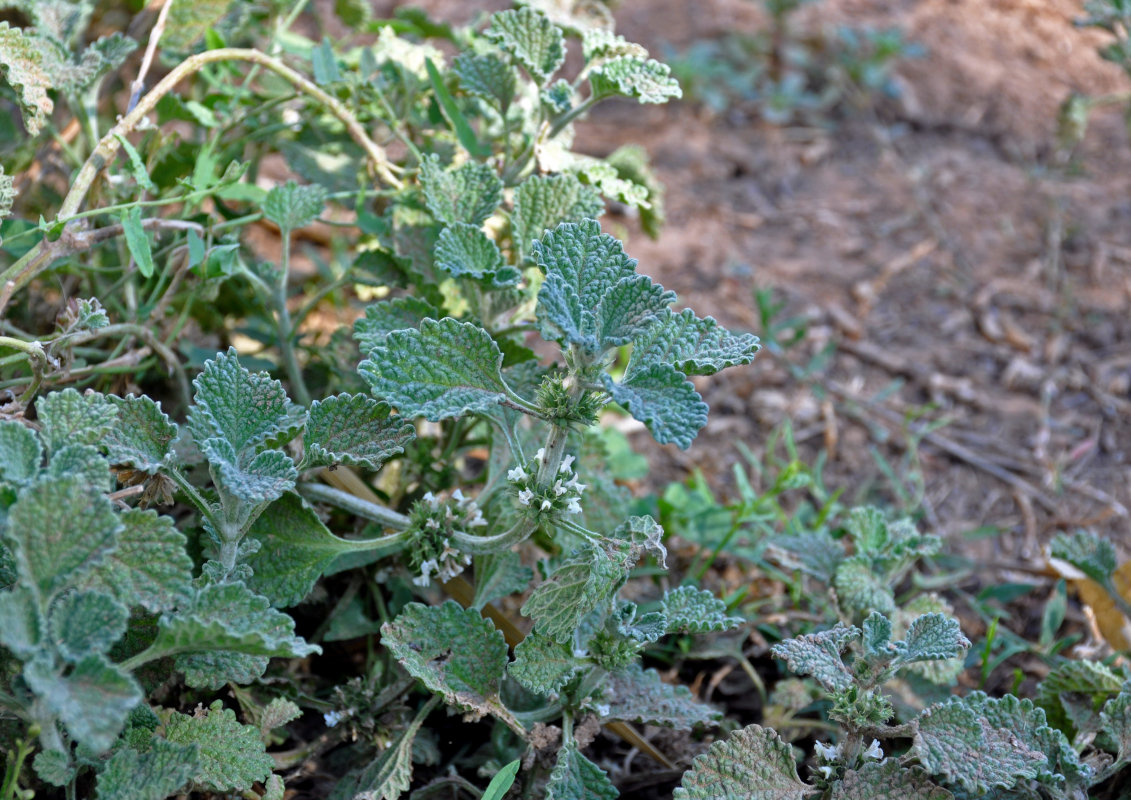 Изображение особи Marrubium vulgare.