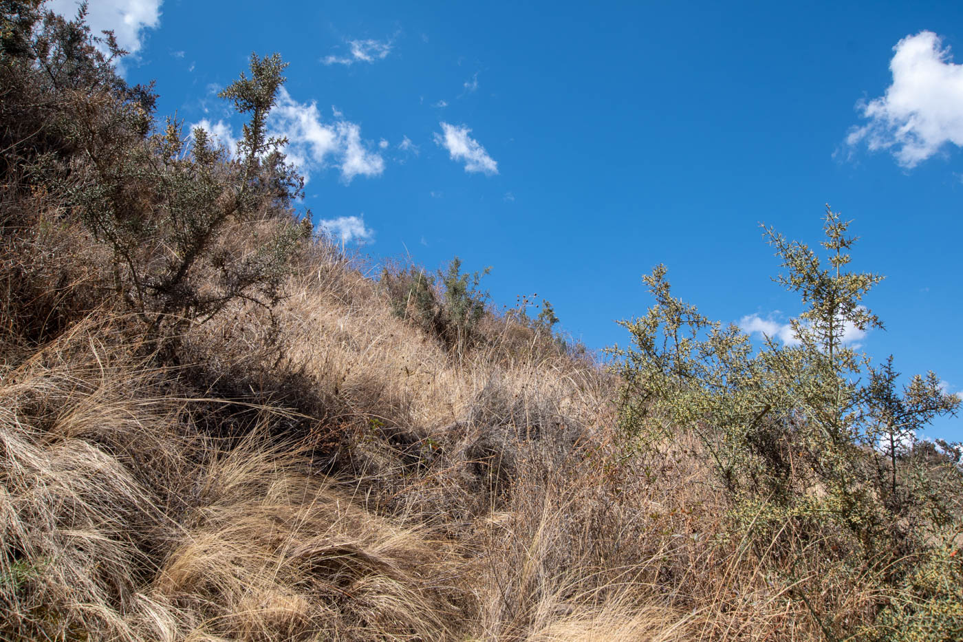Image of Colletia spinosissima specimen.