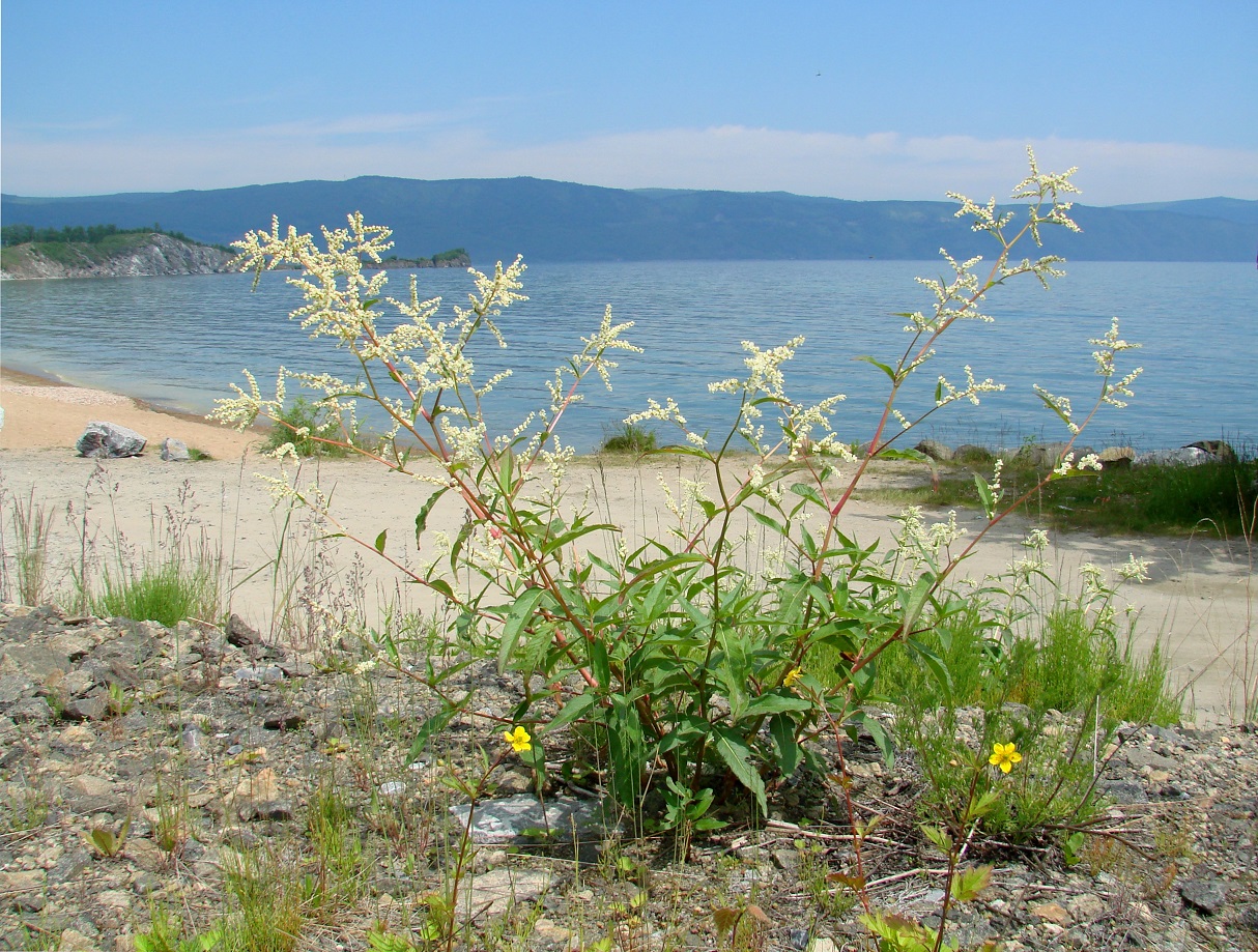 Изображение особи Aconogonon alpinum.