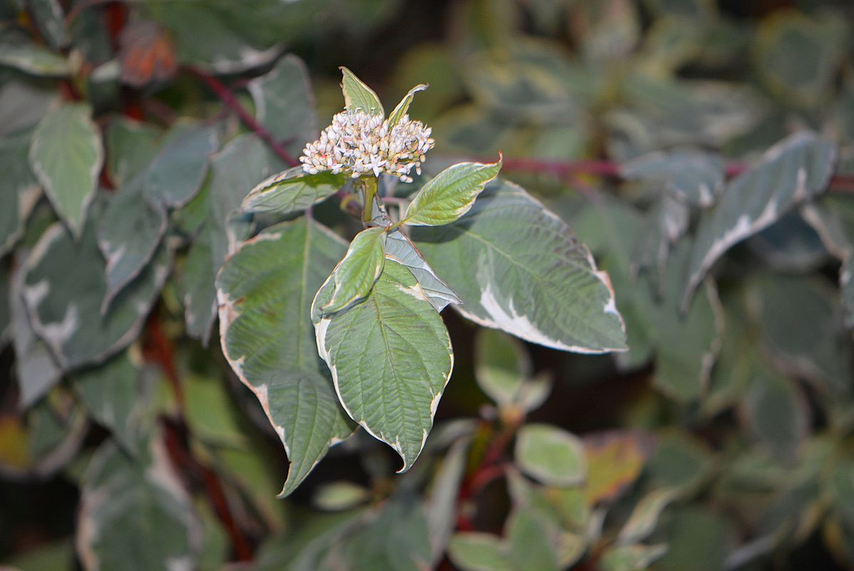 Image of Swida alba var. argenteomarginata specimen.