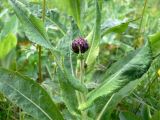 Cirsium helenioides. Верхушка растения с нераспустившимся соцветием. Свердловская обл., окр. г. Североуральск, подножие Сосьвинского хребта, луг на берегу р. Большая Сосьва. 29.06.2010.