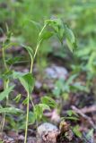 Polygonatum multiflorum