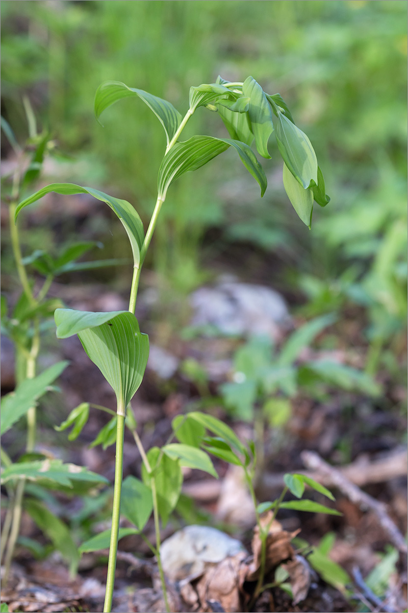 Image of Polygonatum multiflorum specimen.