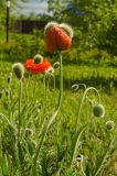 Papaver orientale. Верхушки побегов с распускающимся цветком и бутонами. Пермский край, пос. Юго-Камский, частное подворье. 2 июня 2020 г.