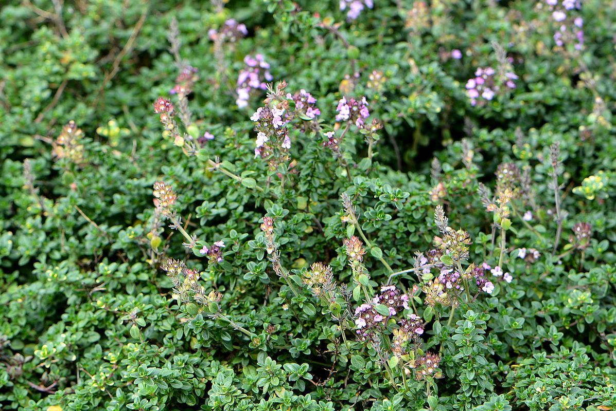 Изображение особи Thymus &times; citriodorus.