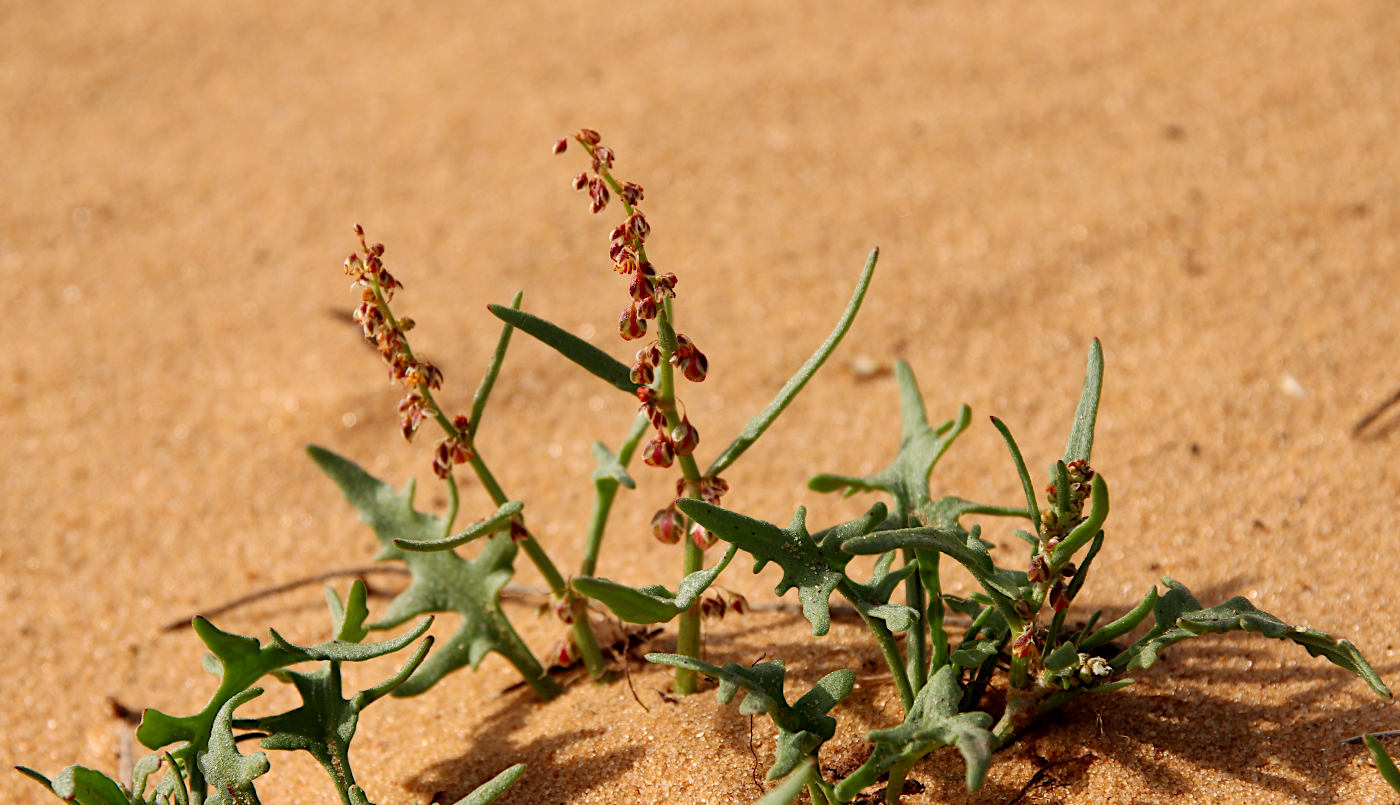 Image of Rumex pictus specimen.