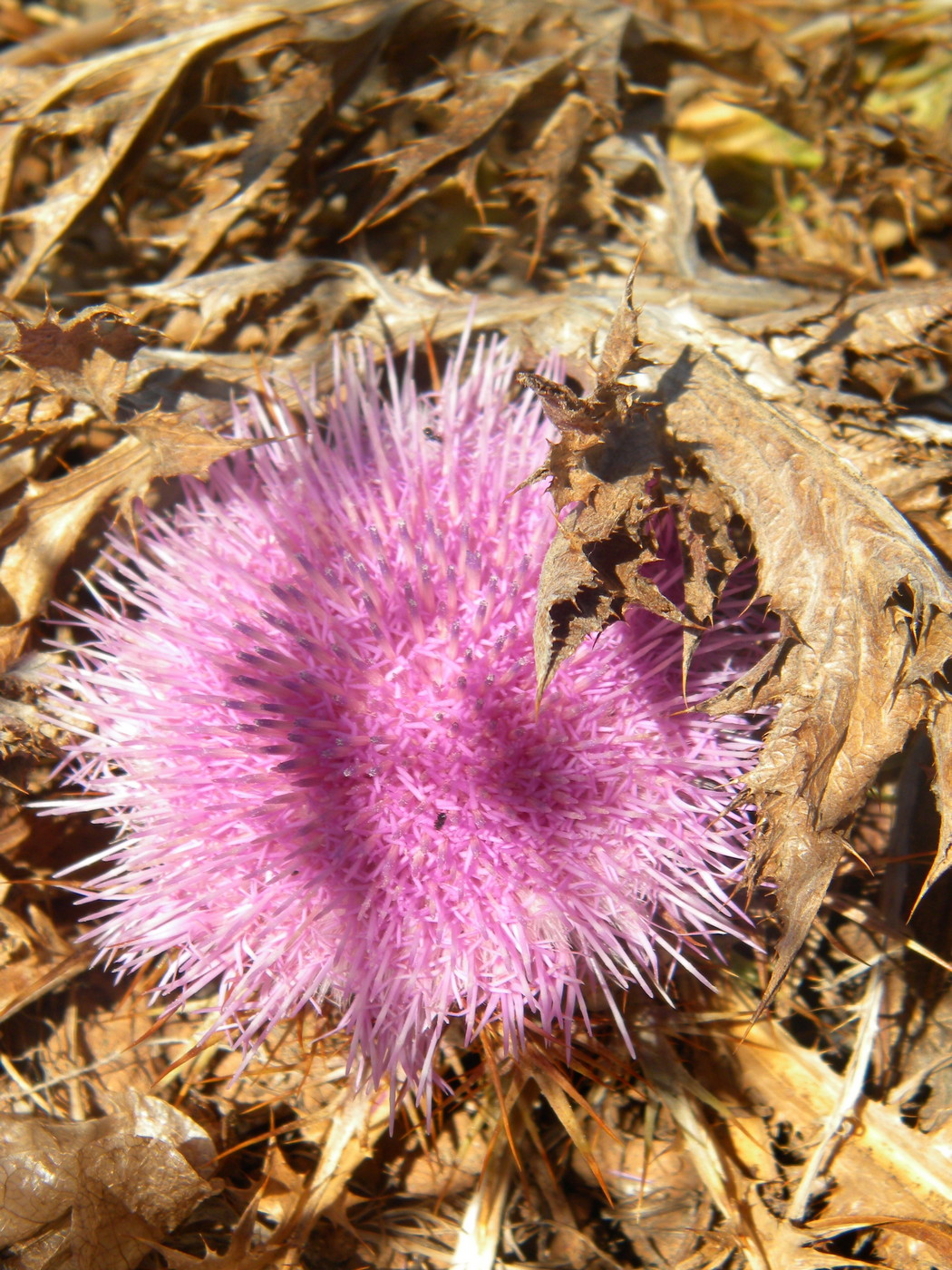 Image of Carlina gummifera specimen.