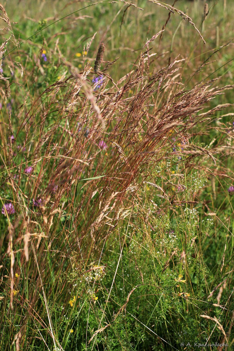 Изображение особи Festuca rubra.