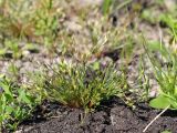 Juncus bufonius