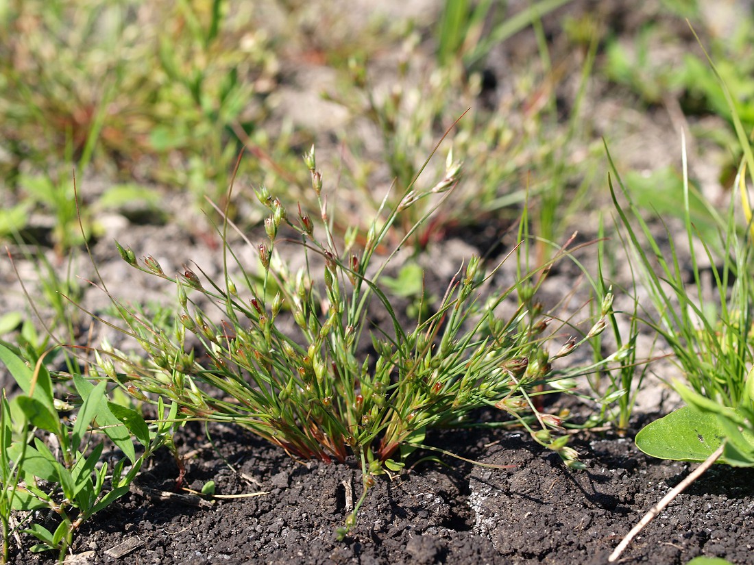 Image of Juncus bufonius specimen.