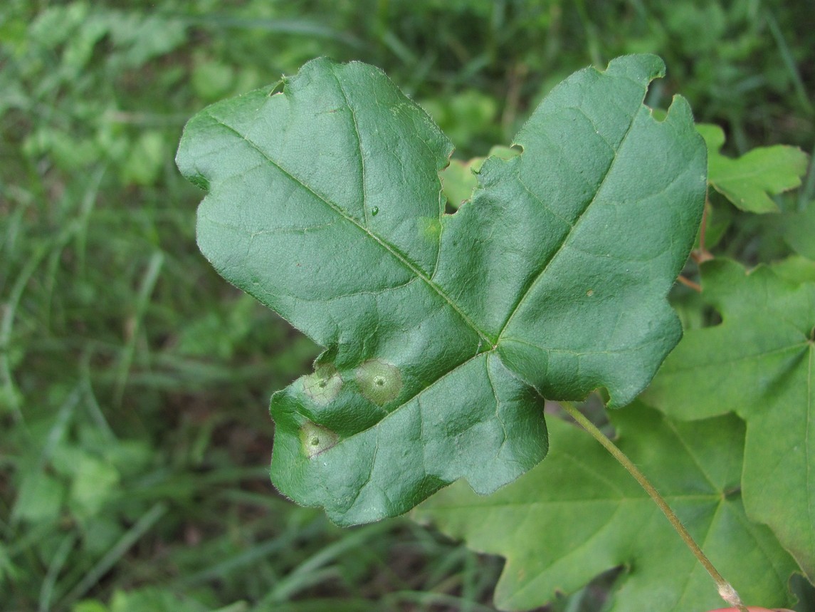 Image of Acer campestre specimen.