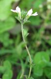 Euphrasia parviflora