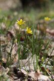 Gagea chrysantha