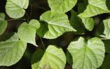 Tilia cordata