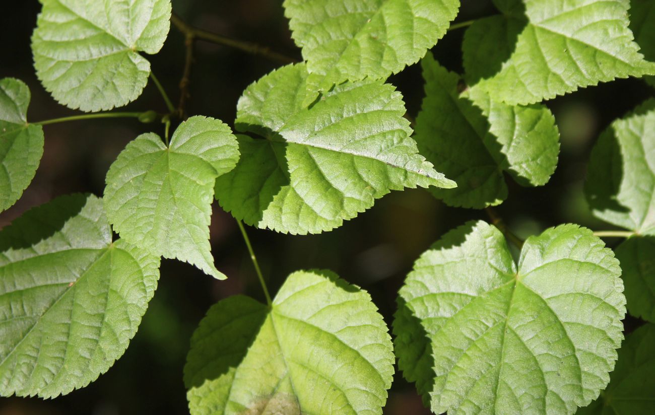 Image of Tilia cordata specimen.