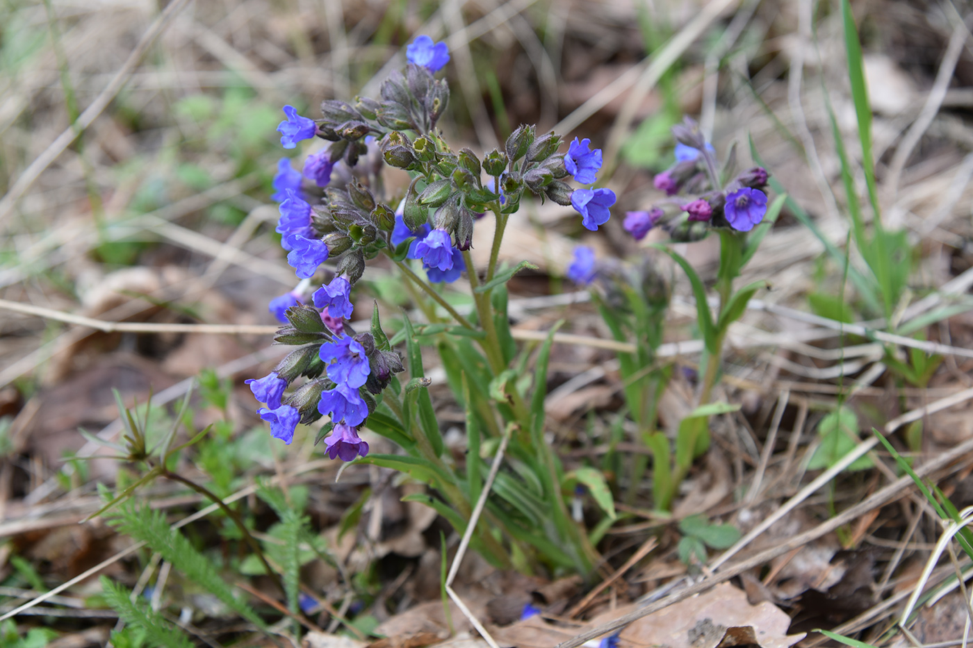 Image of Pulmonaria angustifolia specimen.