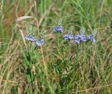 Veronica prostrata