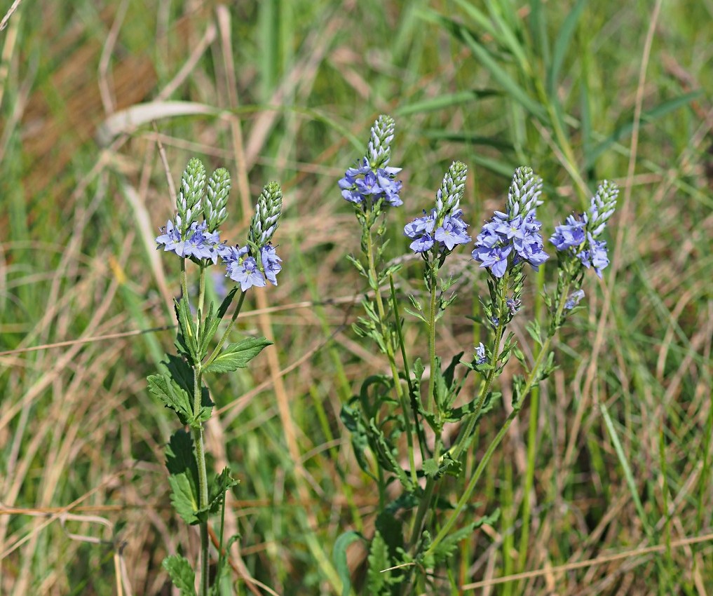 Image of Veronica prostrata specimen.