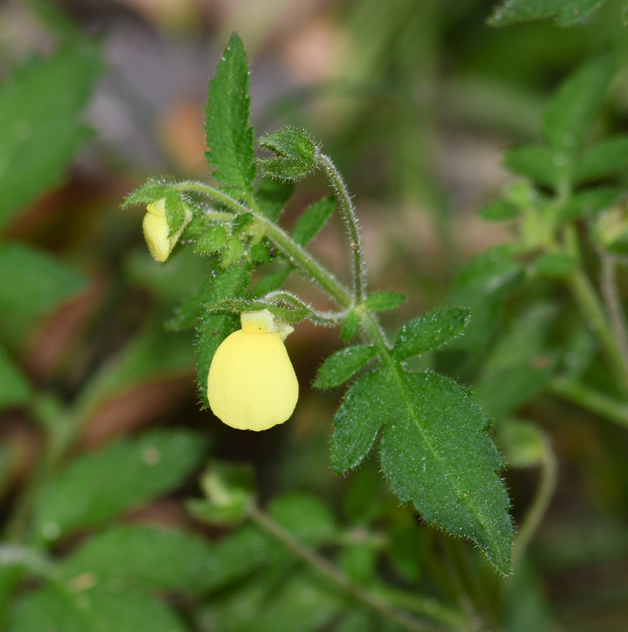 Image of Calceolaria tripartita specimen.