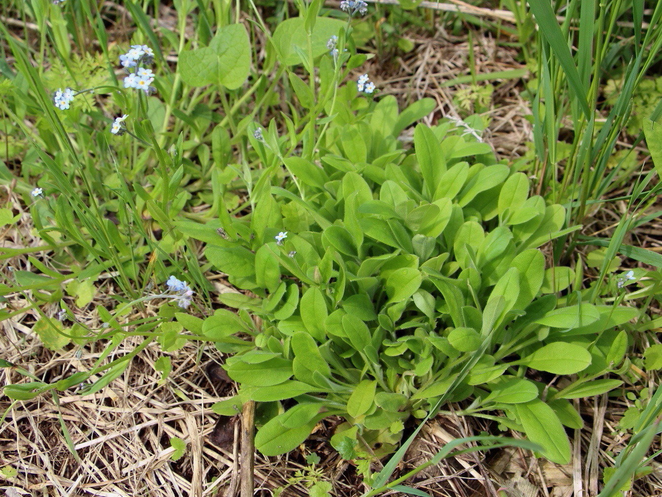 Изображение особи Myosotis pseudovariabilis.