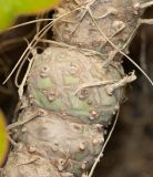 Euphorbia monteiroi