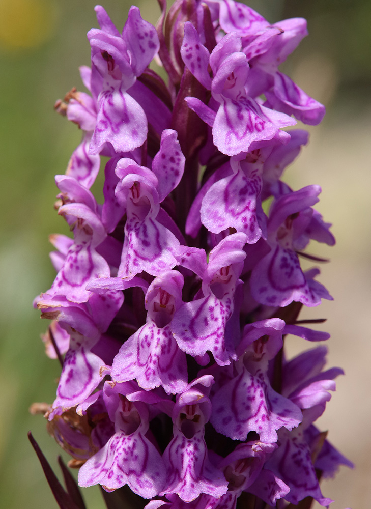 Изображение особи Dactylorhiza incarnata.