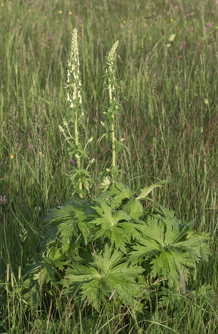 Image of Aconitum orientale specimen.