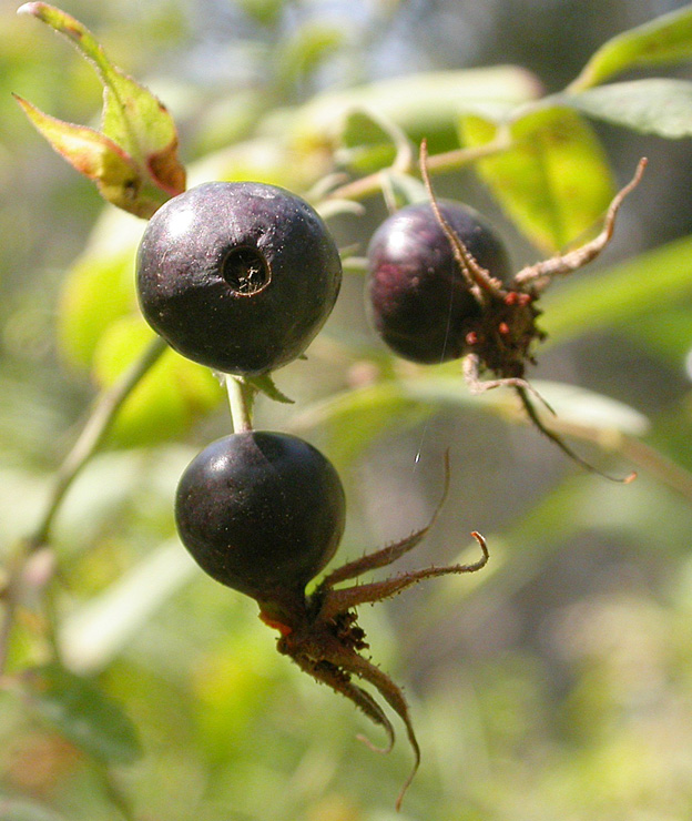 Image of Rosa silverhjelmii specimen.