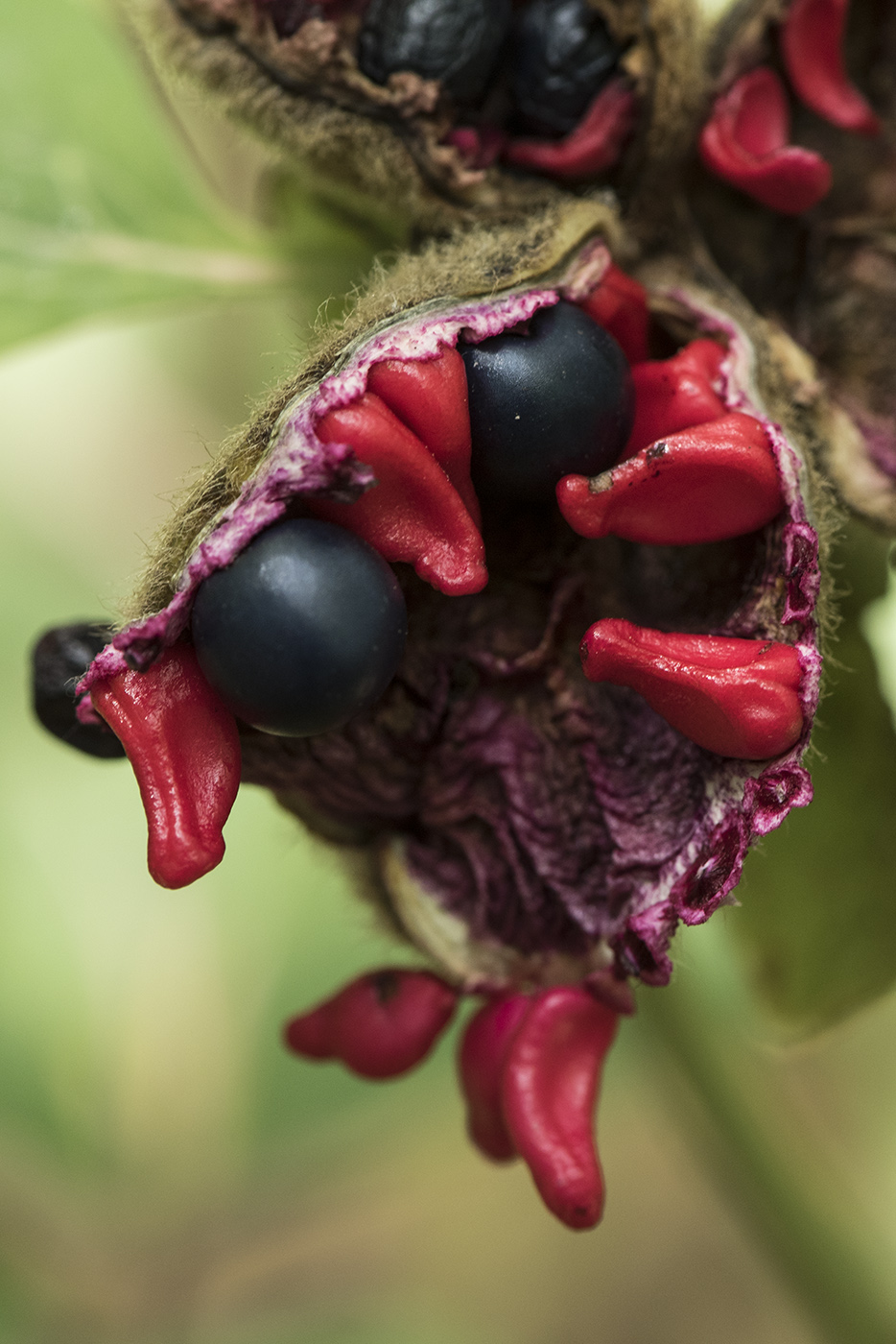 Image of Paeonia daurica specimen.