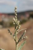 Atriplex oblongifolia