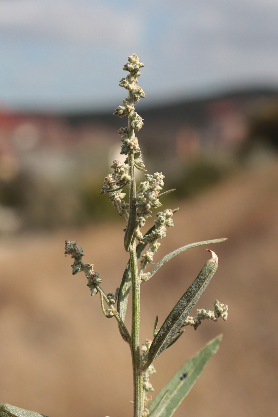 Image of Atriplex oblongifolia specimen.