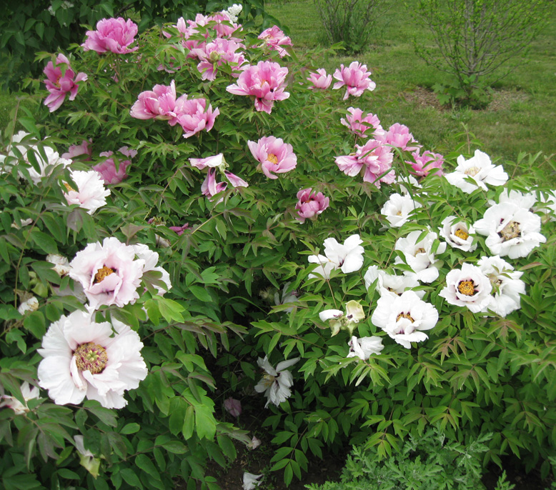 Image of Paeonia suffruticosa specimen.