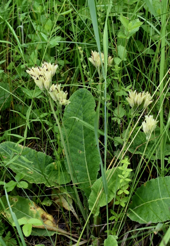 Image of Primula macrocalyx specimen.