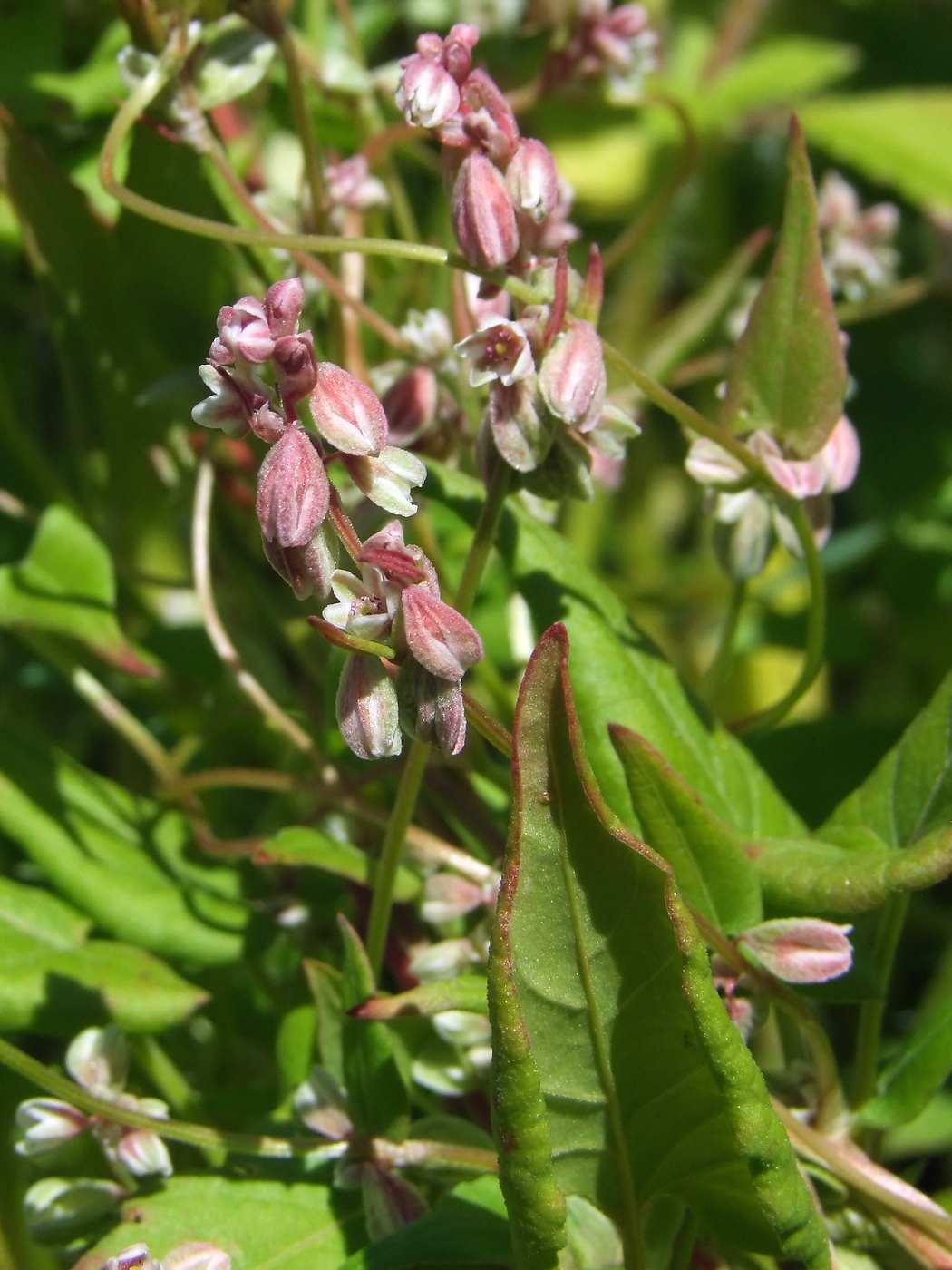 Изображение особи Fallopia convolvulus.