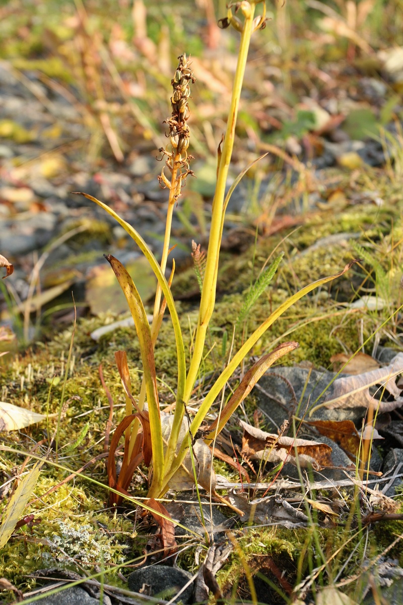 Изображение особи Gymnadenia conopsea.