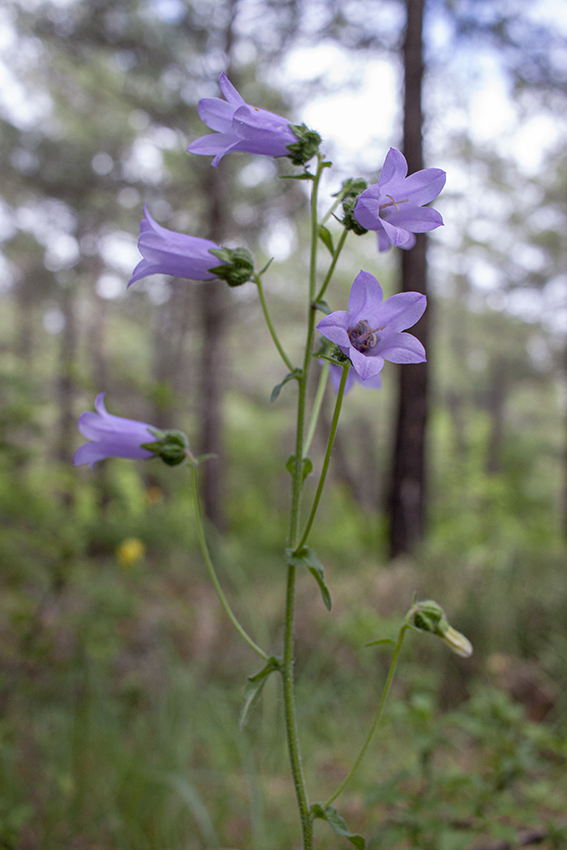 Image of Campanula komarovii specimen.