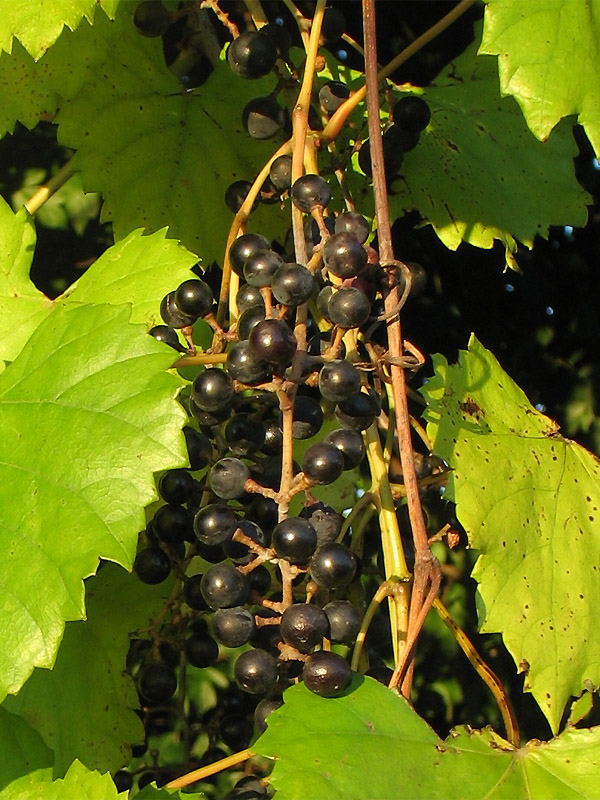 Изображение особи Vitis vulpina.