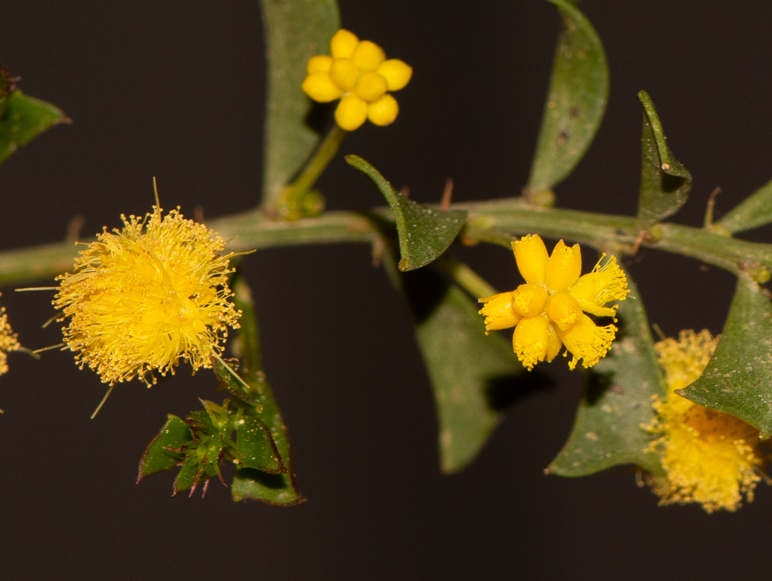 Image of Acacia truncata specimen.