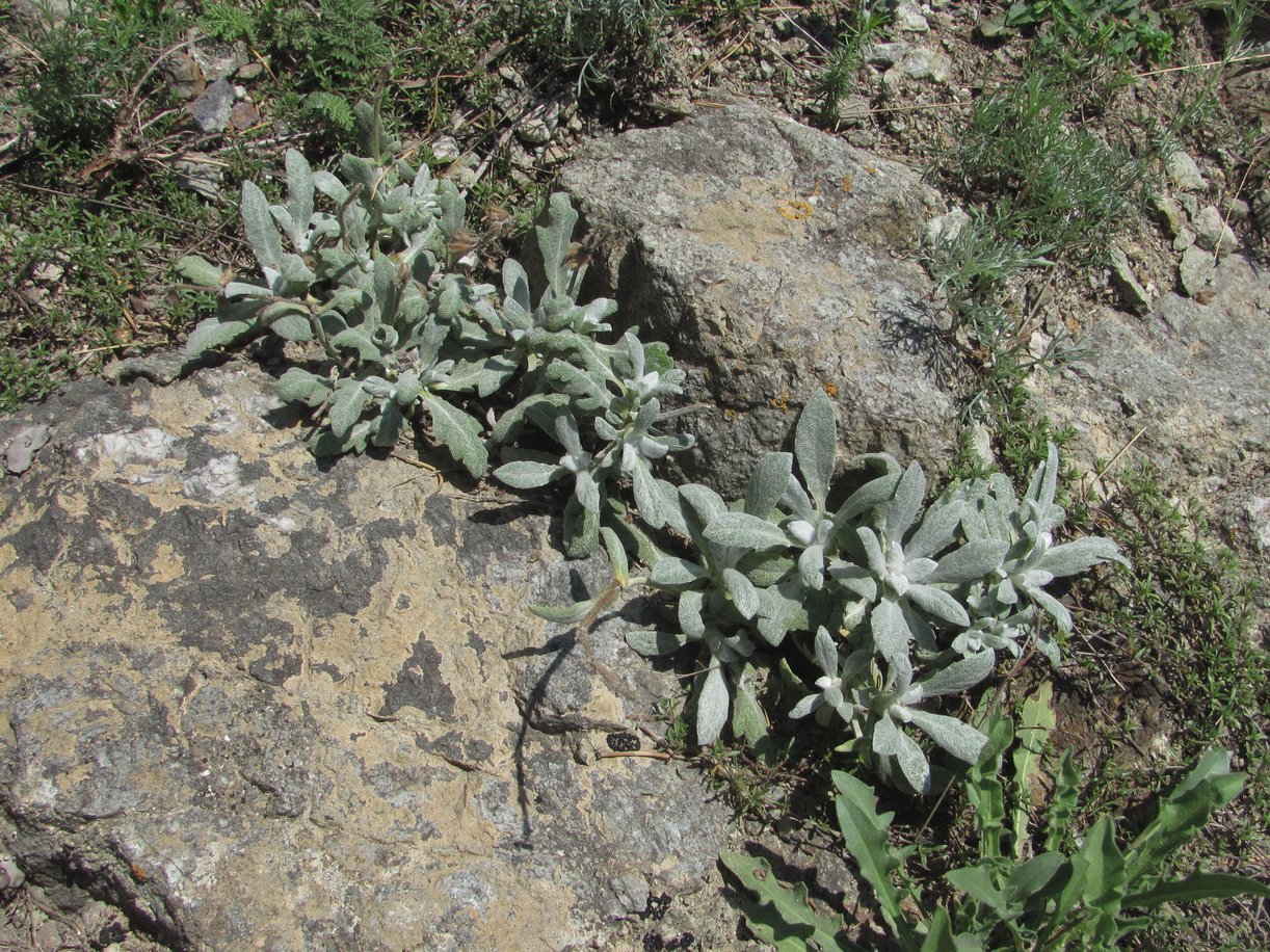 Изображение особи Salvia canescens.