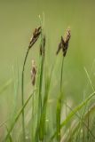 Carex praecox